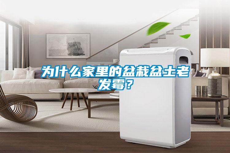 為什么家里的盆栽盆土老發(fā)霉？