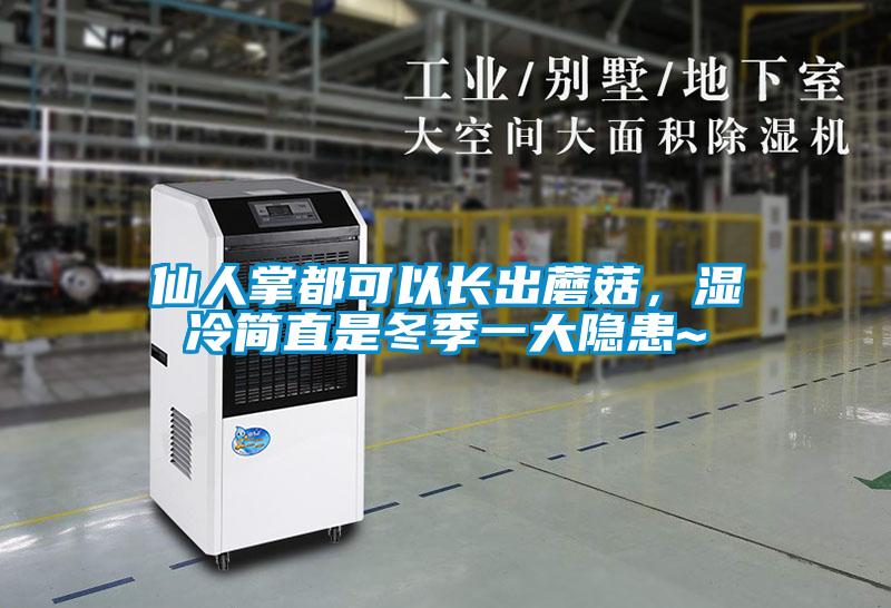 仙人掌都可以長出蘑菇，濕冷簡直是冬季一大隱患~