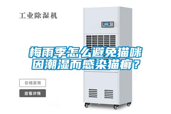 梅雨季怎么避免貓咪因潮濕而感染貓癬？