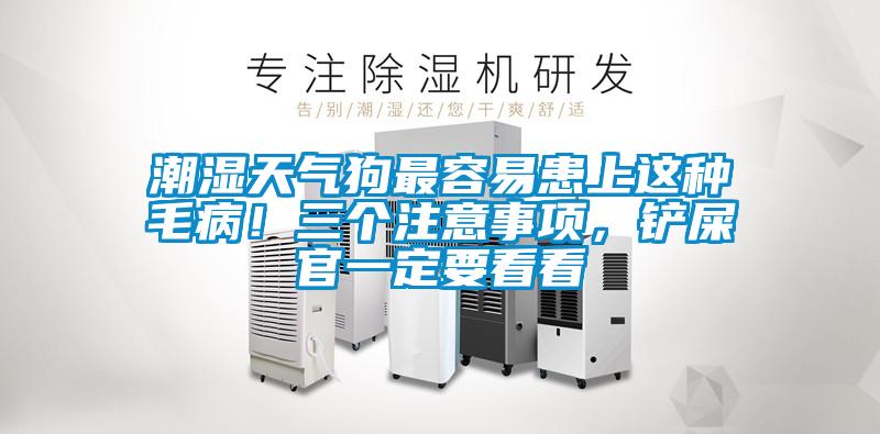潮濕天氣狗最容易患上這種毛??！三個(gè)注意事項(xiàng)，鏟屎官一定要看看