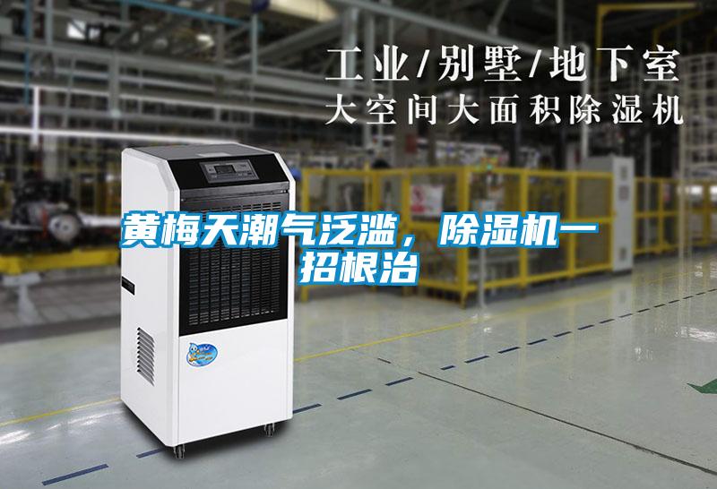 黃梅天潮氣泛濫，除濕機一招根治